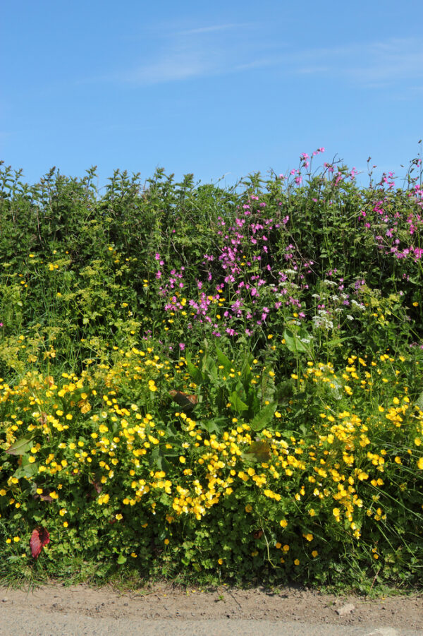 BFS 6 - Hedgerow & Shade Wildflower Seed Mix