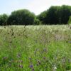 BFS 9 Country Meadow wildflower and grass seed mix