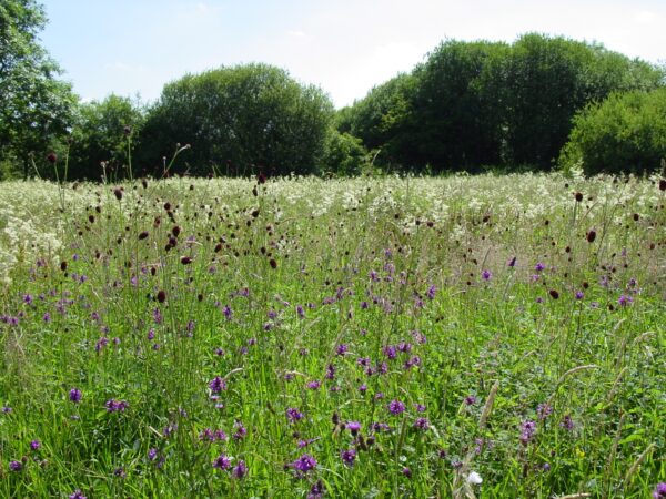 BFS 9 - Country Meadow Wildflower Seed Mix