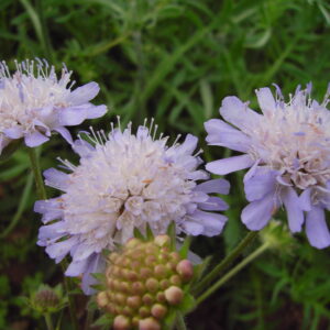 BFS 7 calcareous grassland wildflower and grass seed mix