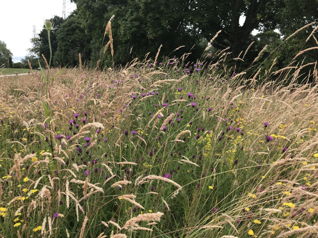 An established traditional hay meadow, showing successful wildflower and grass establishment