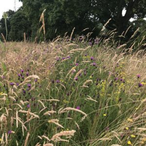 An established traditional hay meadow, showing successful wildflower and grass establishment