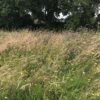 Traditional hay meadow wildflower seed mix