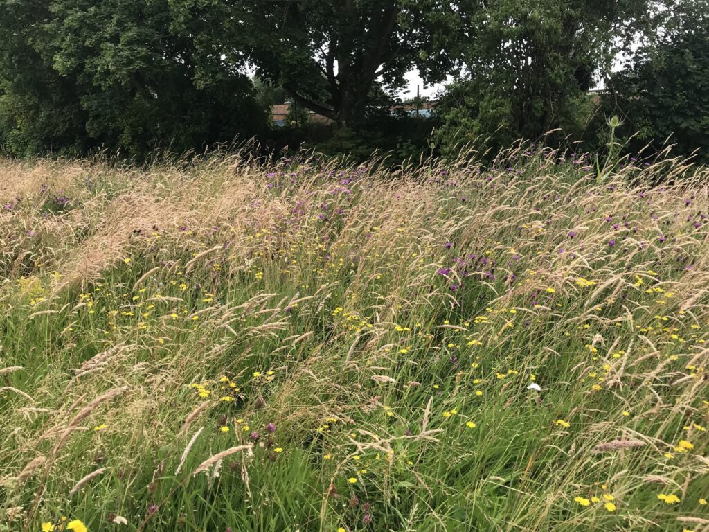 Traditional hay meadow wildflower seed mix