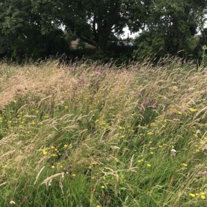 Traditional hay meadow wildflower seed mix