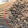 Bundle of bamboo canes used to support spiral tree guards