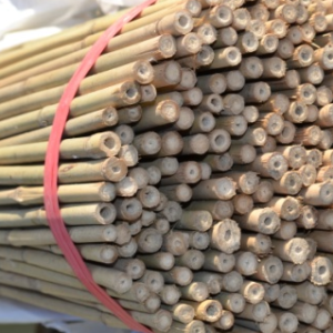 Bundle of bamboo canes used to support spiral tree guards