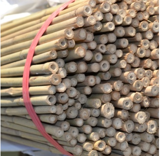 Bamboo Canes