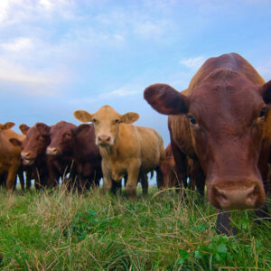 13kg pack of Dedicated Grazer tetraploid ryegrass and white clover grass seed mixture for paddock grazing