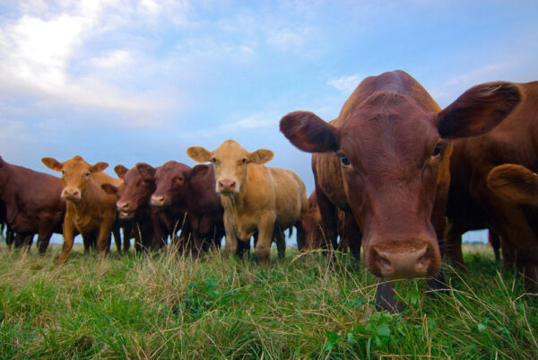 Dedicated Grazer Grass Seed Mixture