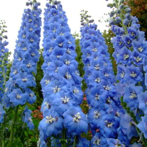 Red, yellow, orange and blue annual wildflowers in bloom from the UM4 contrasting colour wildflower mix