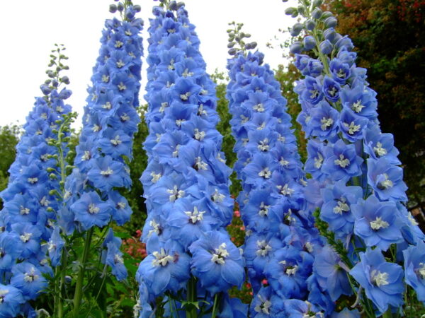UM4 - Contrasting Annual Wildflower Mix