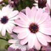 UM10 Pastel Colours wildflower mix in flower, pink, red and white blooms with touches of blue.