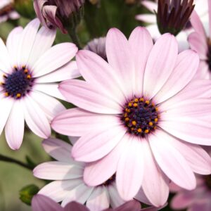 UM10 Pastel Colours wildflower mix in flower, pink, red and white blooms with touches of blue.