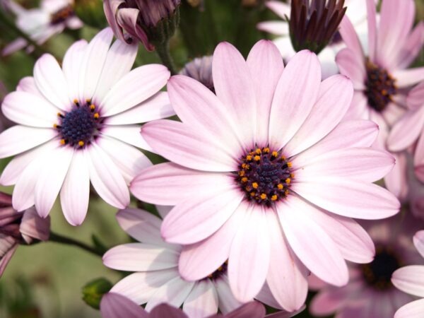 UM10 - Pastel Colours Wildflower Mix