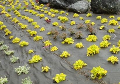Phoenix 'Ecotex' Mulchmat Squares and Rolls