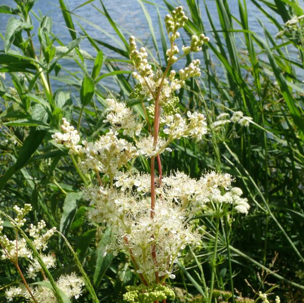 BFS 3 - Floodplain Meadow Grassland Seed Mix