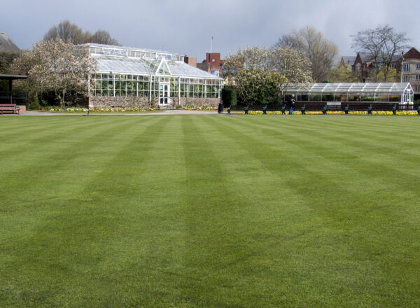 Front Lawn Grass Seed Mix