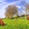 13kg bag of General Purpose Grazing Seed Mixture for paddocks and pastures