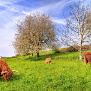 13kg bag of General Purpose Grazing Seed Mixture for paddocks and pastures