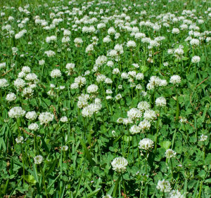 Legume and trefoil green manure seed mix for reclaimed, low-fertility land