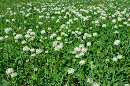 Legume and Fertility Builder Grass Seed Mix