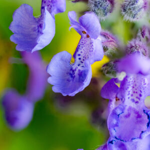 Purple Glade perennial wildflower mix in flower, mauve and blue blooms with white and red accents