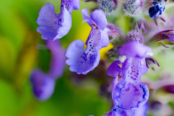 UM12 - Purple Glade - Perennial Wildflower Mix