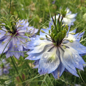UM1 Blue Harbour wildflower mix flowering blue and white in a border