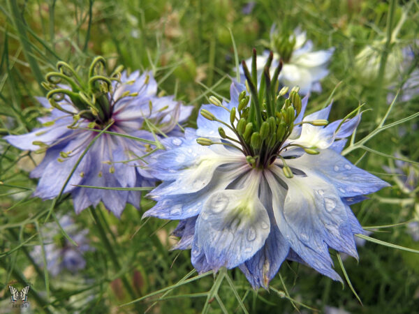 UM1 - Blue Harbour Wildflower Mix