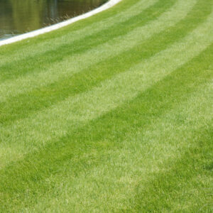 Fine Ornamental Grass Seed Mix pack, a fescue and browntop bent blend for lawns, golf and bowling greens