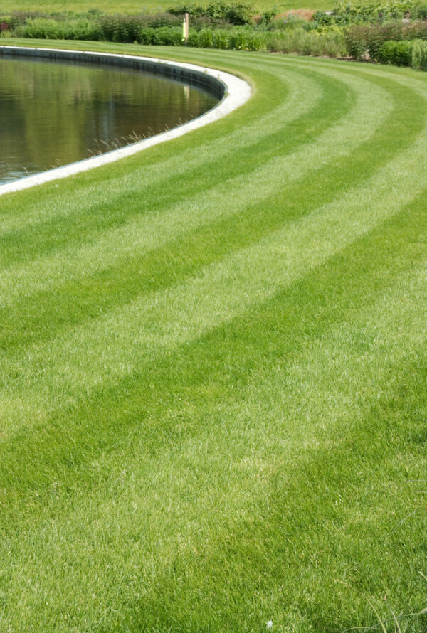 Fine Ornamental Grass Seed Mix