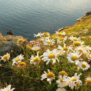 BFS11(F) Coastal Meadow 100% wildflower seed mix for sea cliffs and shingle beaches
