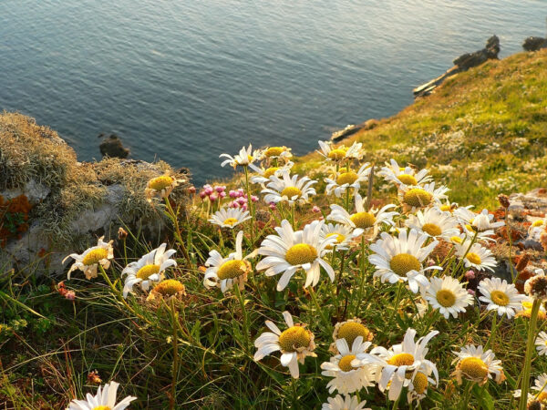 BFS 11 - Coastal Meadow Grassland Seed Mix