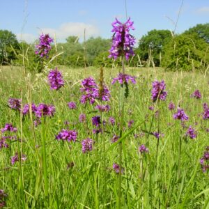 Phoenix Amenity BFS4(F) heavy clay wildflower seed mix pack