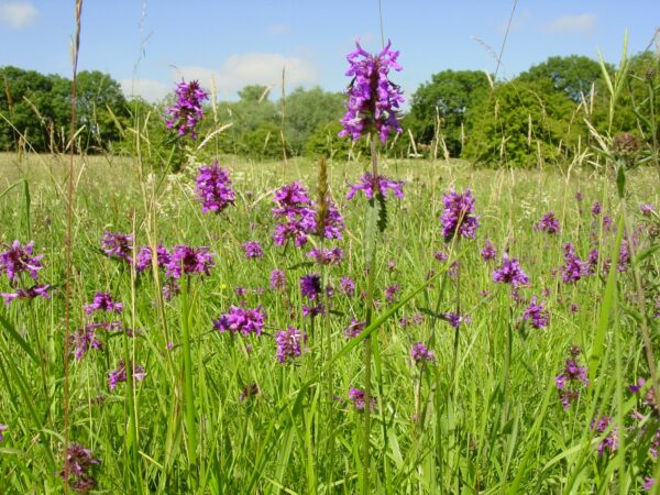 BFS 4 - Heavy Clay Soil Wildflower Seed Mix