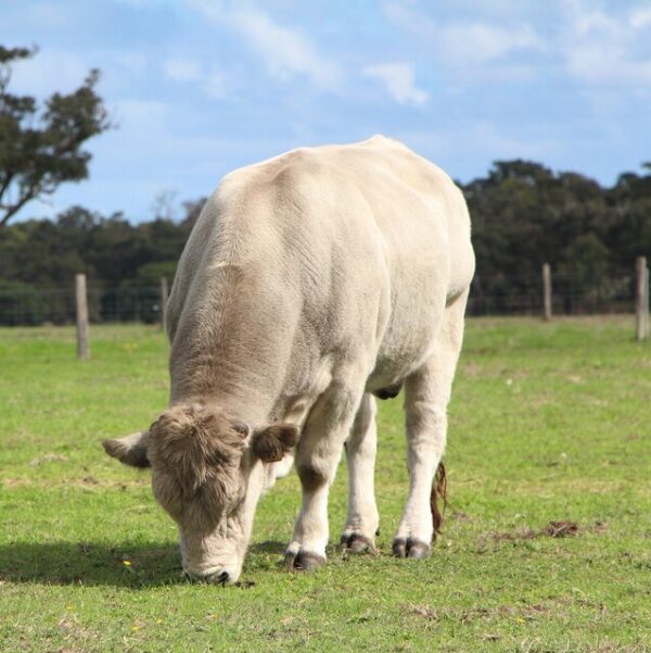 Permanent Pasture Grass Seed Mix