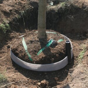 Platipus Piddler irrigation system fitted for watering a newly transplanted tree