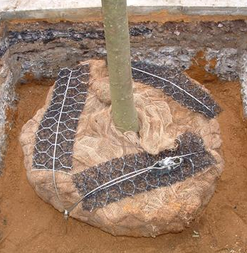 Platipus Tree Anchoring System