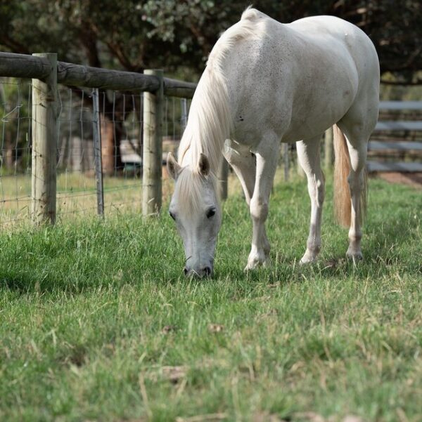 Pony Paddock Grass Seed Mix