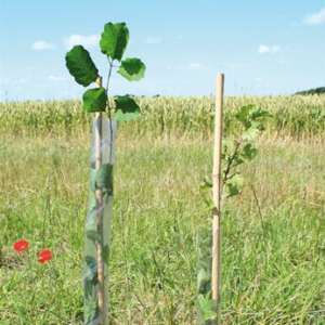 Spiral tree guard fitted around a young tree trunk