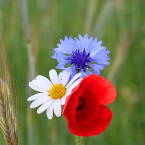 Red, white and blue flowers from Phoenix Amenity's UM8 Jubilee wildflower mix in bloom