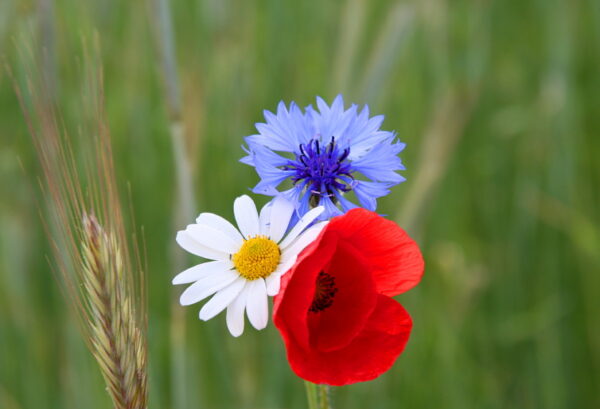 UM8 - Jubilee Wildflower Mix (Red, White and Blue)