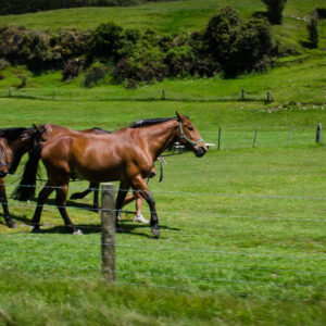 Pasture Renovator Mix ryegrass seed for paddock and pasture renovation