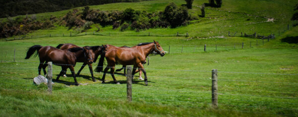 Pasture Renovator Mix