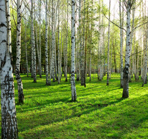 Woodland & Heavy Shade Grass Seed Mix