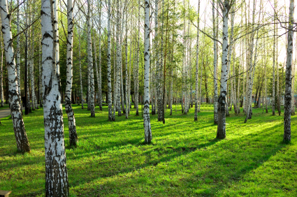 Woodland & Heavy Shade Grass Seed Mix
