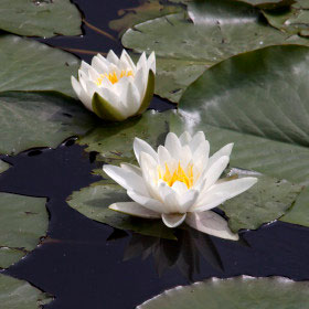 Aquatic and marginal plant plugs supplied for pond and wetland planting projects