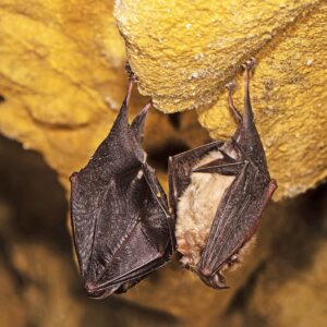 BFS 140 Bat Friendly Wildflower Seed Mix pack, a 100% wildflower blend of 20 species