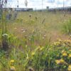 BFS12(F) 100% wildflower seed mix packaging for green roof planting